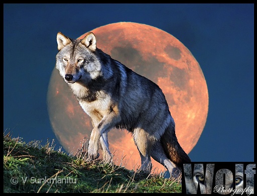 05 SnowMoon Wolf Copyright Villayat Sunkmanitu.jpg
